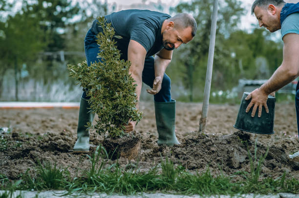 Best Lawn Grading and Leveling  in Cassville, MO