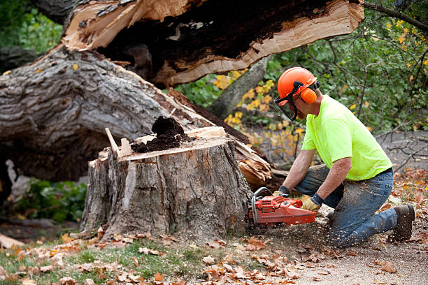 Best Tree Removal  in Cassville, MO